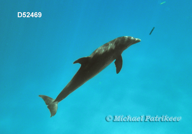 Common Bottlenose Dolphin (Tursiops truncatus)